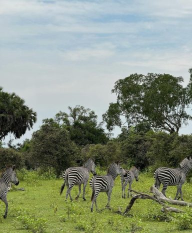 Gruppe von Zebras in einer grünen Savanne, umgeben von Bäumen und versprengten Ästen.