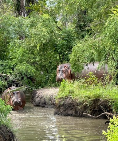 Zwei Flusspferde stehen im Wasser, umgeben von üppigem Grün.