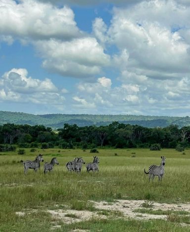 Gruppierung von Zebras auf einer weiten Wiese unter einem bewölkten Himmel.